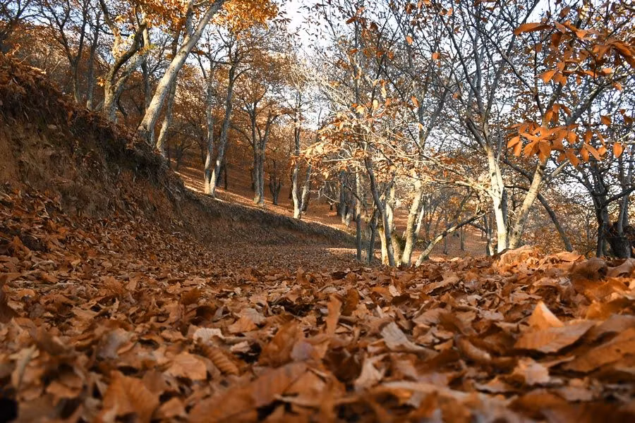 ruta senderista de la semana de la castana jubrique