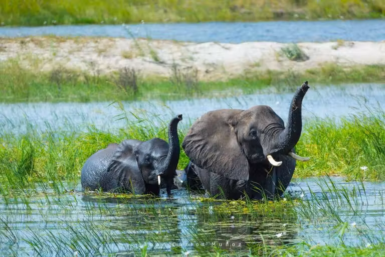 Elefantes en Botsuana.
