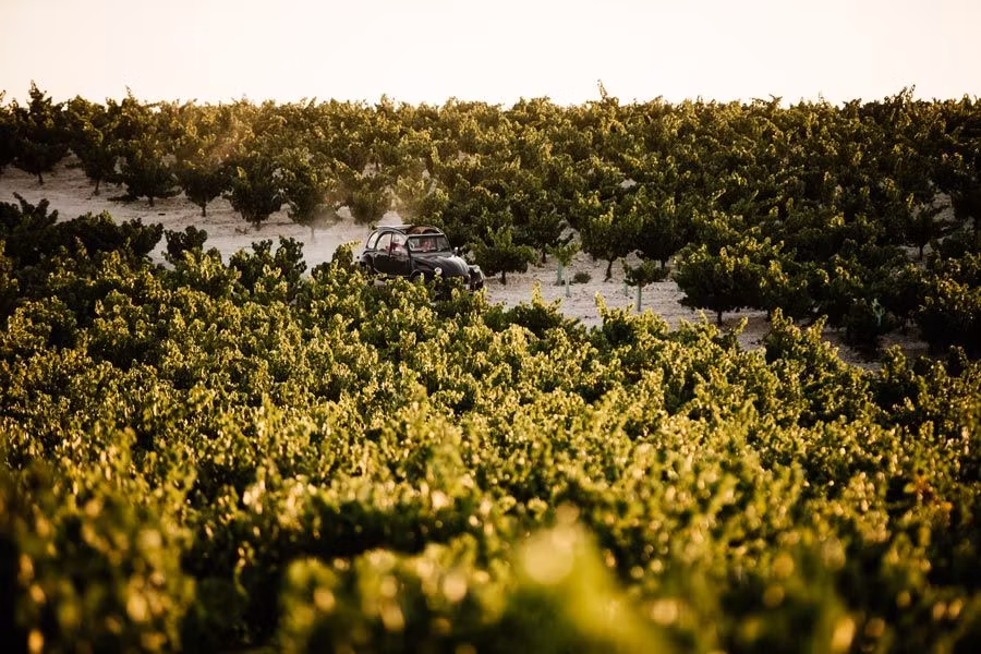 Ruta del Vino Montilla-Moriles, 20 años brindando en el corazón de Andalucía