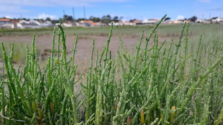 Salicornia. © La Cabane aux Algues.