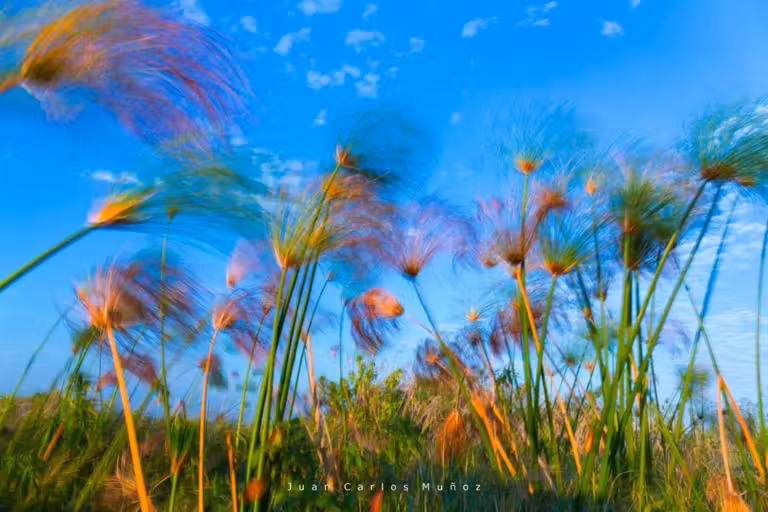 plantas de papiro en Botsuana