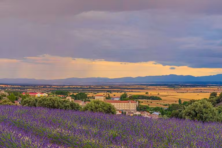 Vista de Caleruega desde los campos de lavanda.