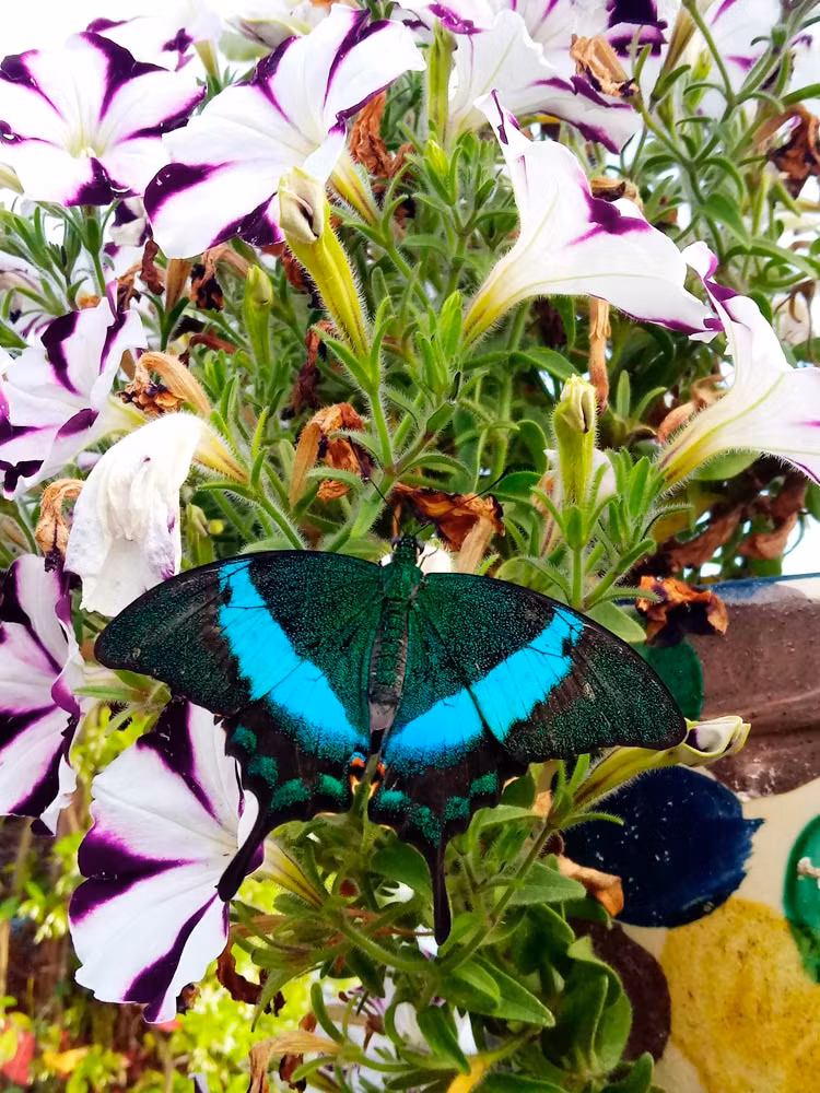mariposario nijar en cabo de gata