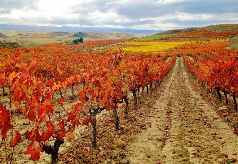 Viñedos en otoño de la Bodega Bohedal.