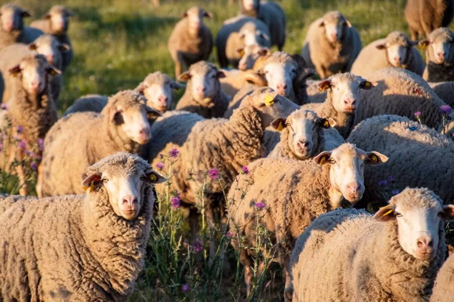 ovejas la siberia extremena
