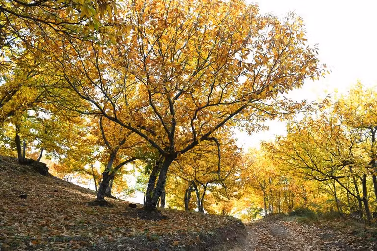 bosques de castanos de jubrique