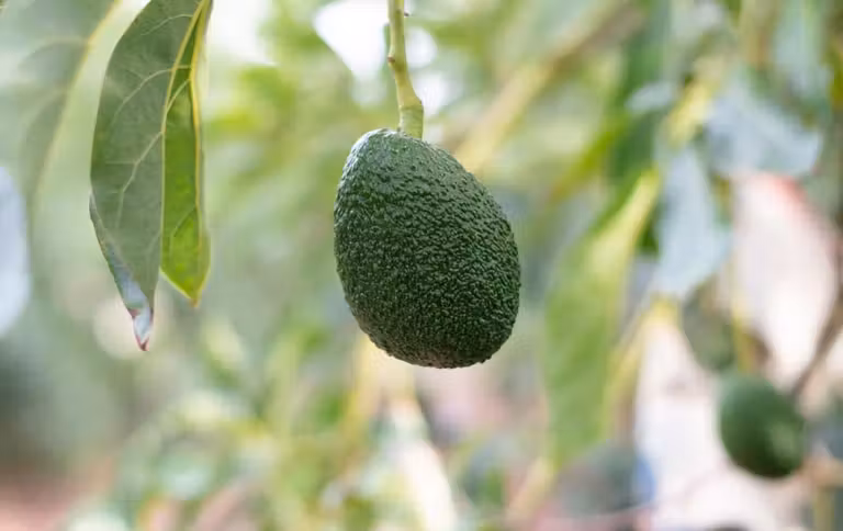 aguacate en arbol