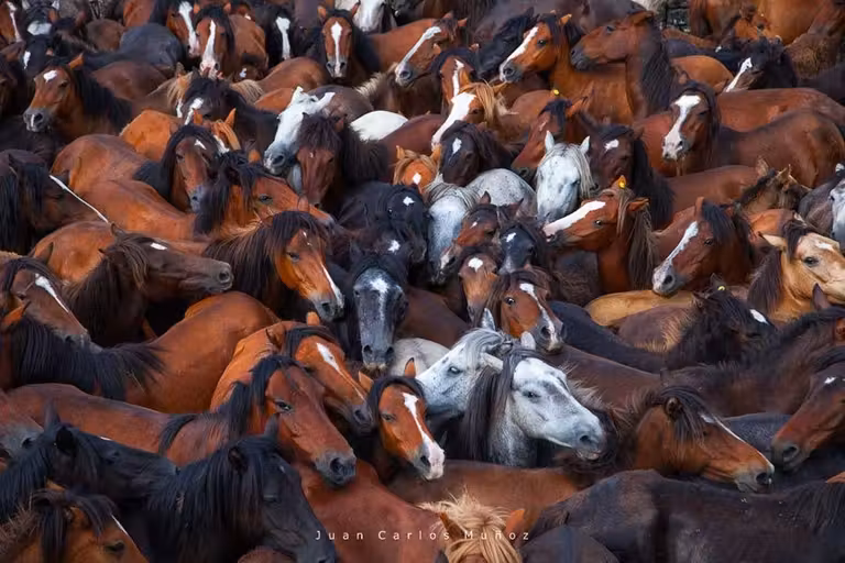rapa das bestas, fiestas de verano en galicia