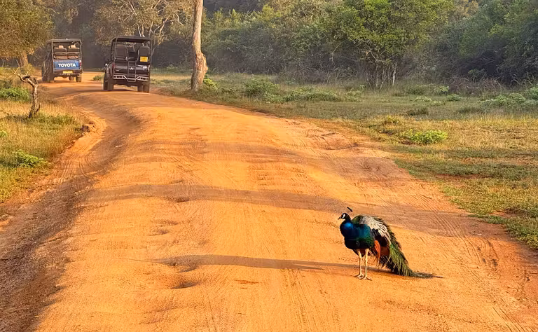 Parque Natural de Wilpattu.