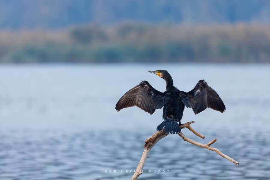 El Delta del Danubio es el privilegiado refugio de más de 300 especies de aves.