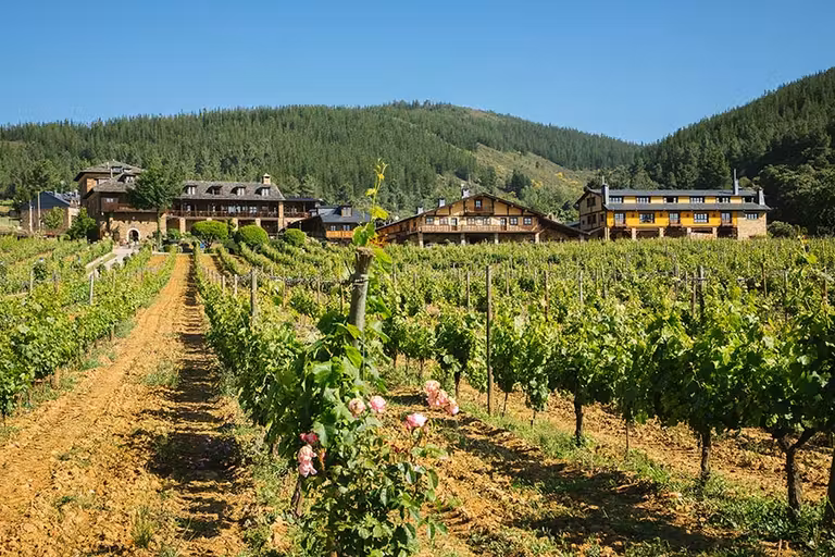 Las viñas rodean al Palacio de Canedo.