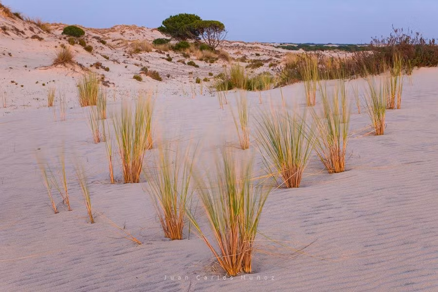 Dunas del Parque Nacional Doñana.