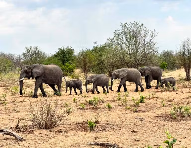 Elefantes en el Parque Nacional de Chobe.