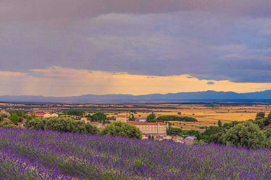 Vista de Caleruega desde los campos de lavanda.