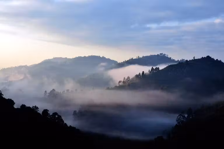viaje gorilas uganda, bosque bwindi