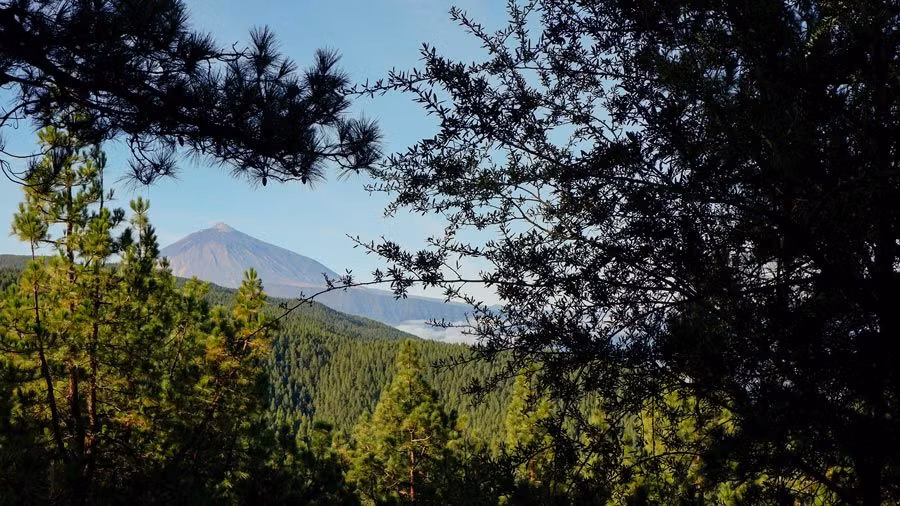 Vista del Teide en la subida desde Esperanza.