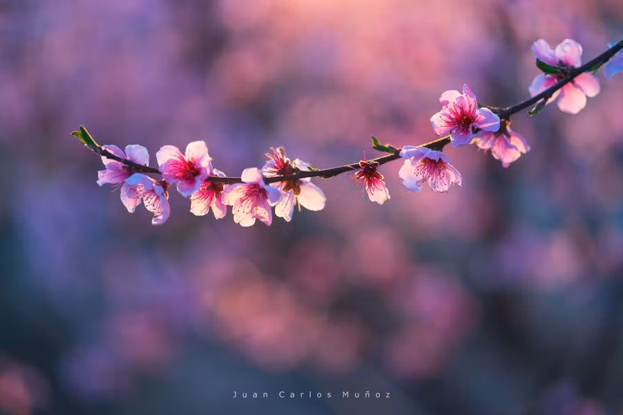 Flores de los melocotoneros de Aitona.