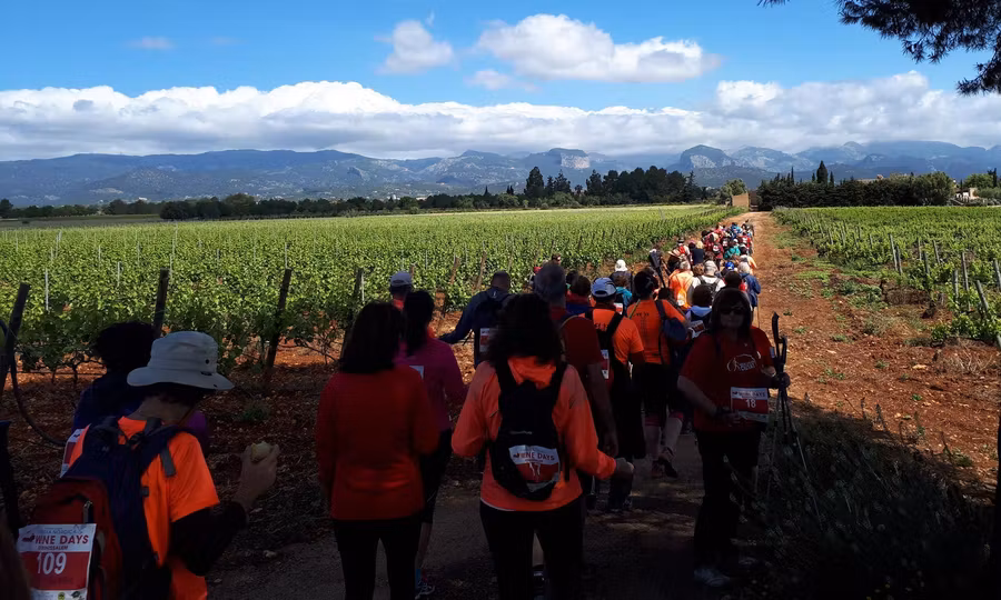 Ruta entre los viñedos de Mallorca