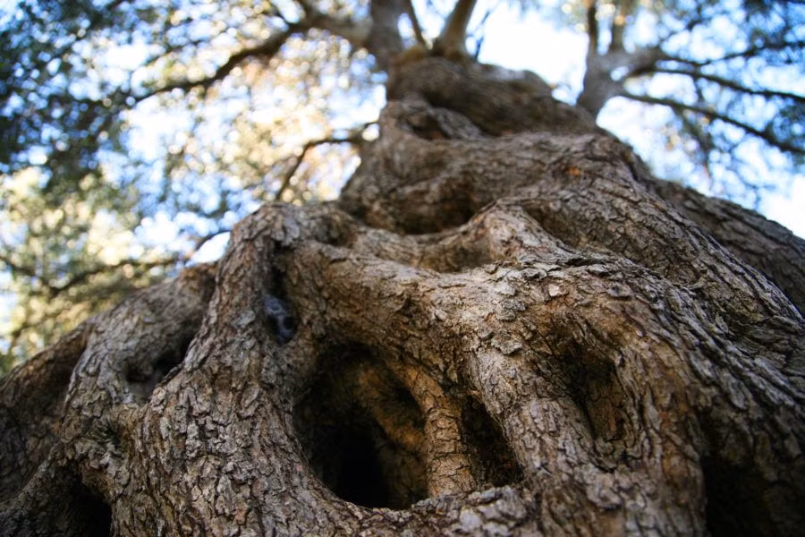 parque olivos isla pag croacia