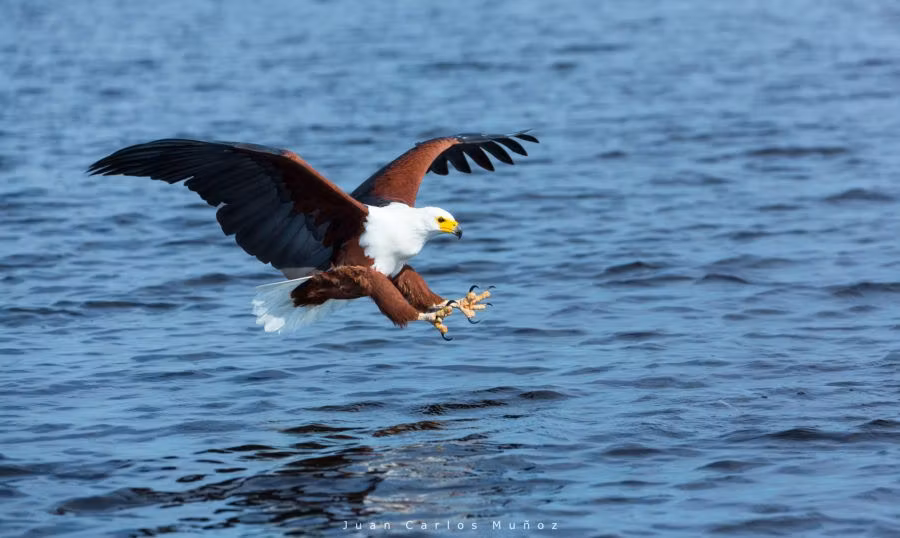 aguila en Botsuana