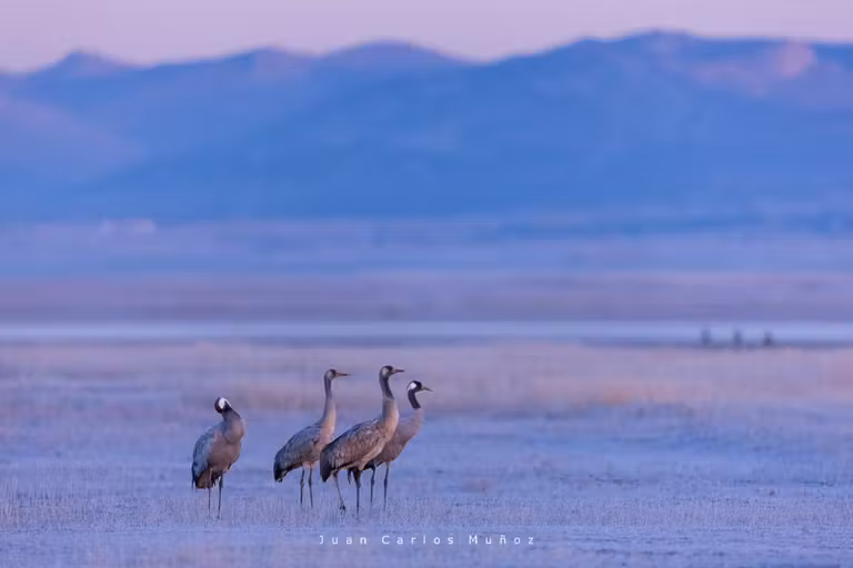 Aves en la laguna de Gallocanta