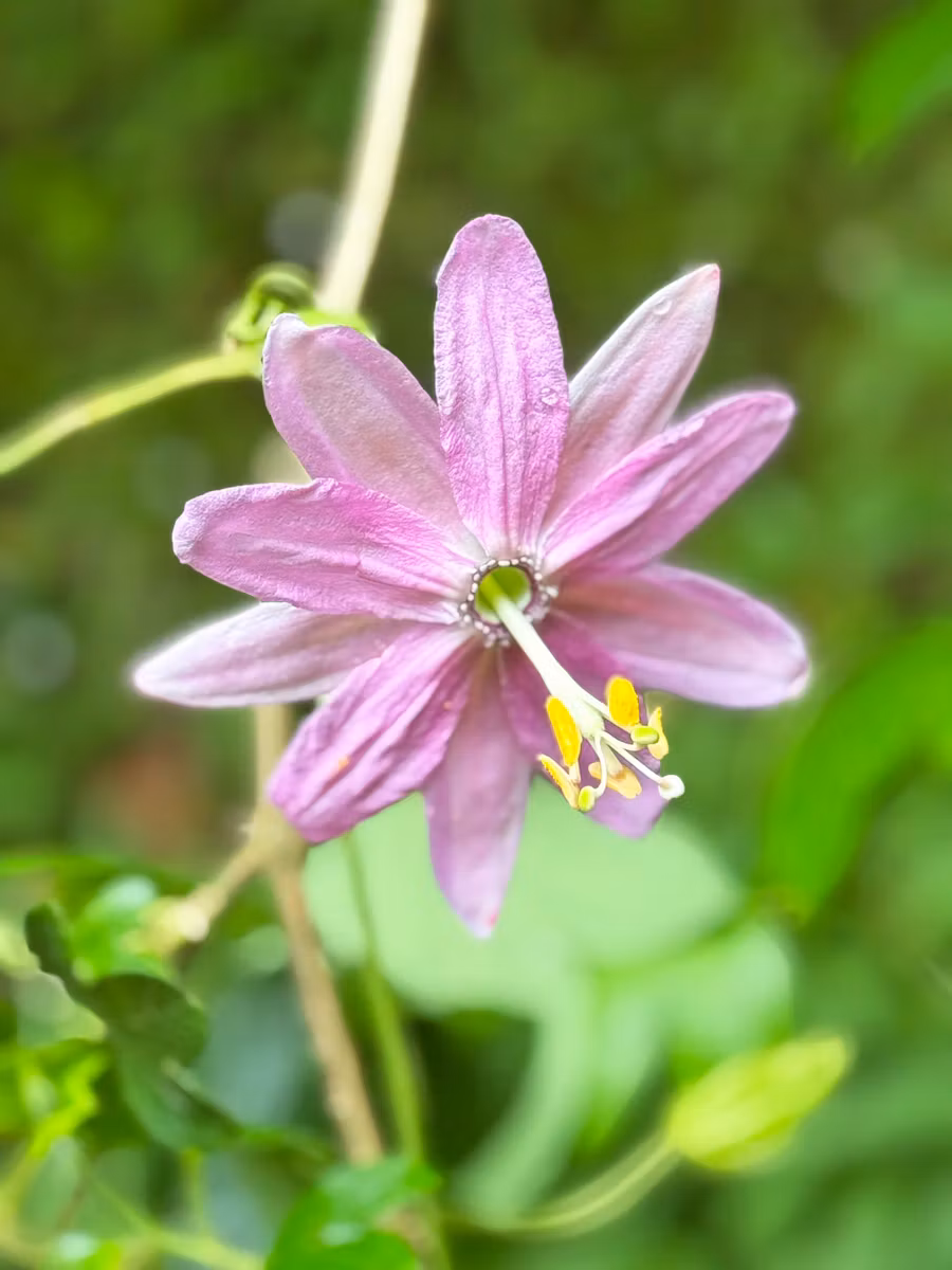 Flor de maracuyá, una de las muchas especies que acompañan en las rutas por las levadas.