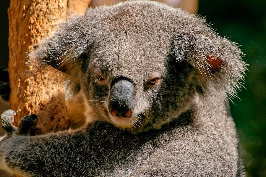 Australia no es un zoo, conoce sus animales más mortíferos