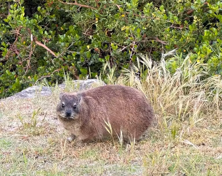 Damán de roca en Hermanus.