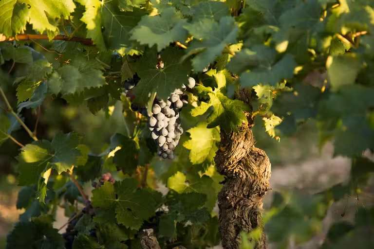 racimo de uvas en la viña