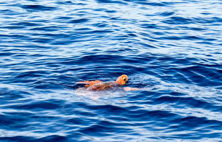 Tortuga boba en Tenerife.
