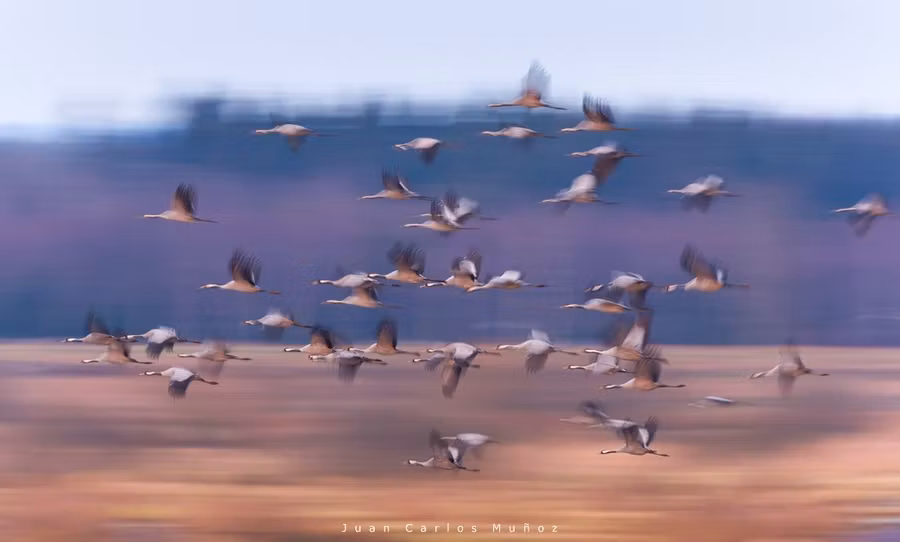Laguna de Gallocanta, tienes una nueva cita con las grullas