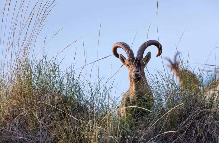 cabra montes, sierra malaga, viaje malaga, naturaleza malaga