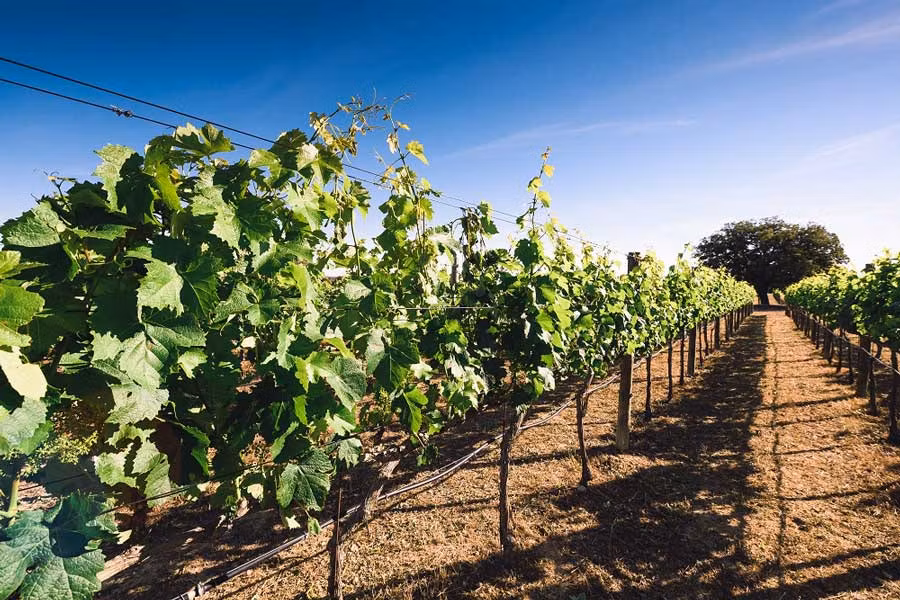 Viñas en Dehesa de Luna