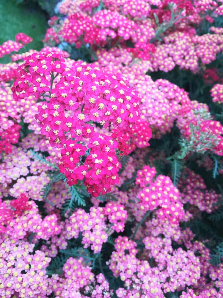 Glenarm Castle irlanda