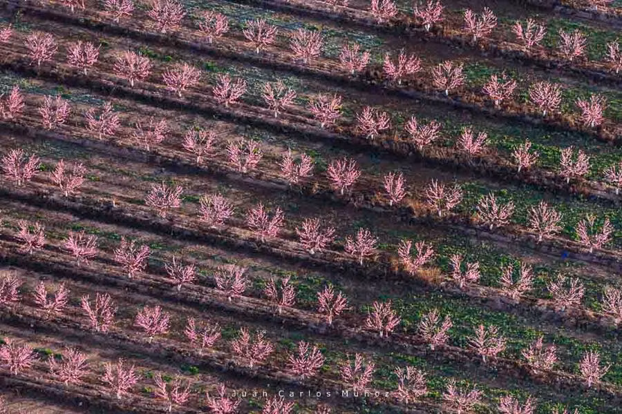 melocotoneros en flor en lleida