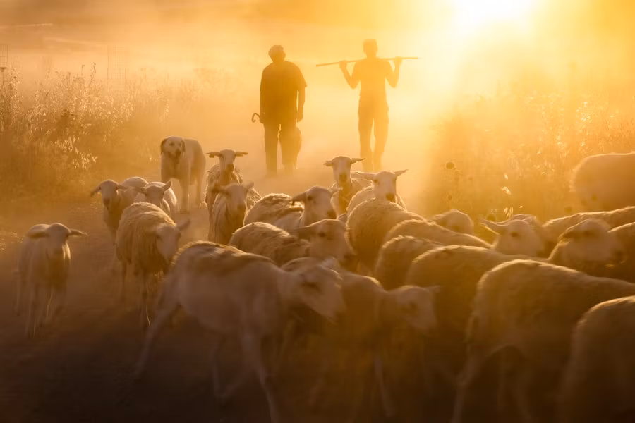 Yerba: el corazón verde de la trashumancia
