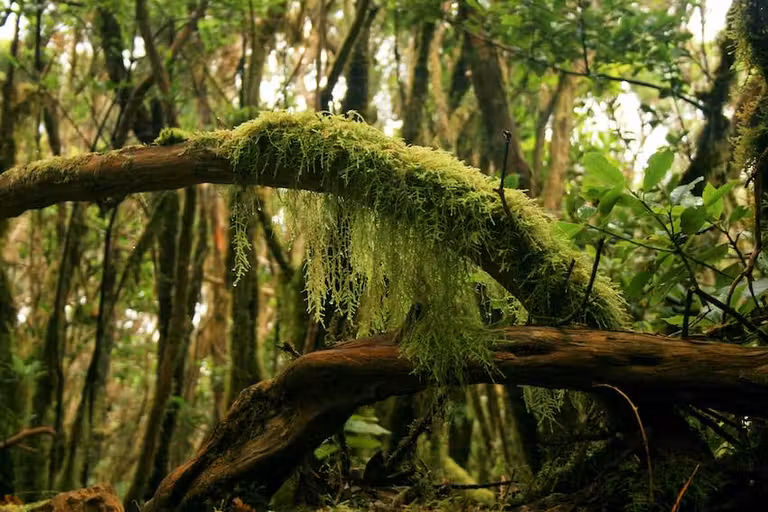 Laurisilva de Anaga.