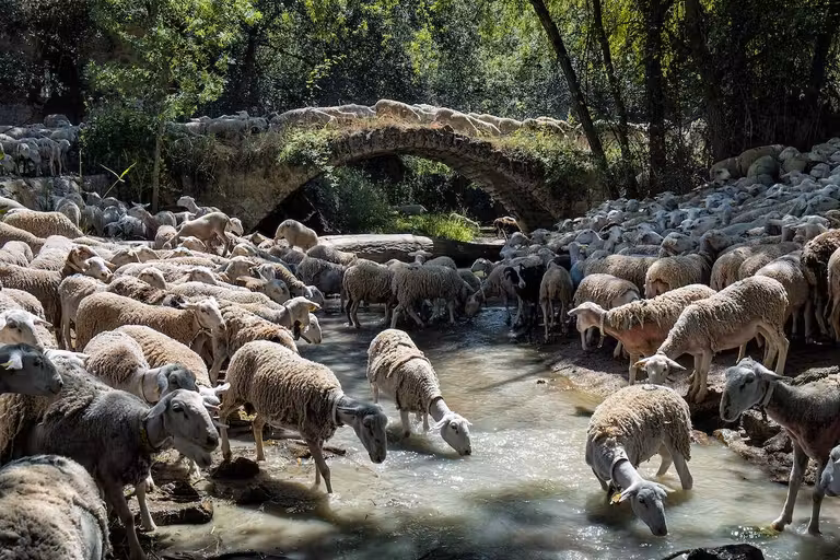 Exposición de Katy Gómez dedicada a la trashumancia