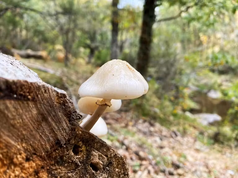 hongos en hayedo montejo sierra