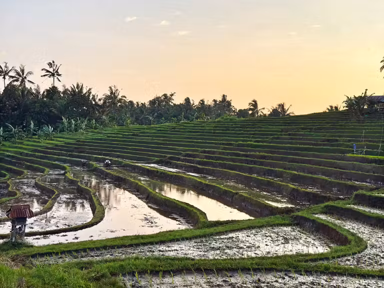Arrozales en los alrededores de Bali Trees.
