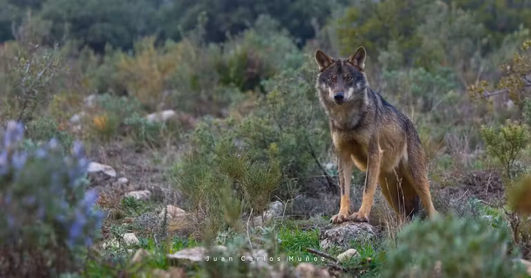 Ruta del lobo ibérico en Burgos, la propuesta más original de Castilla y León