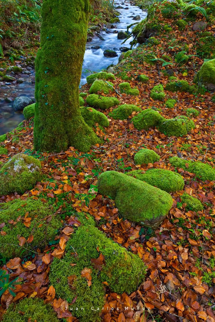 bosque de saja otono cantabria