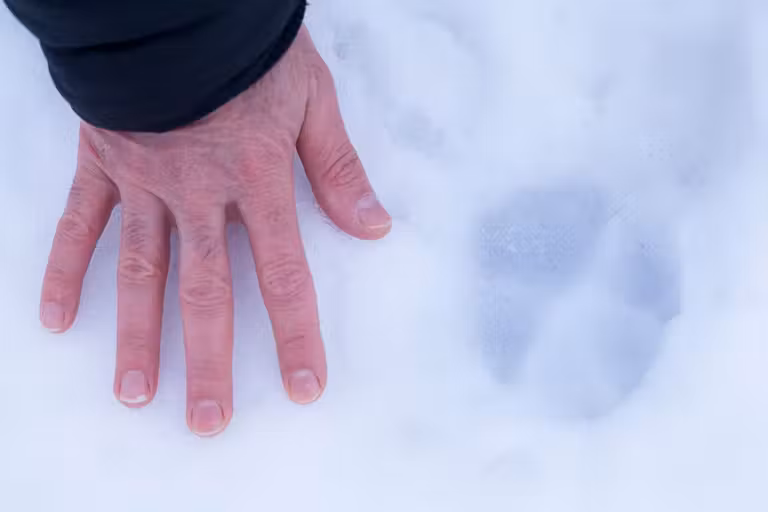 Huellas sobre la nieve en el Parque Natural de Bialowieza.