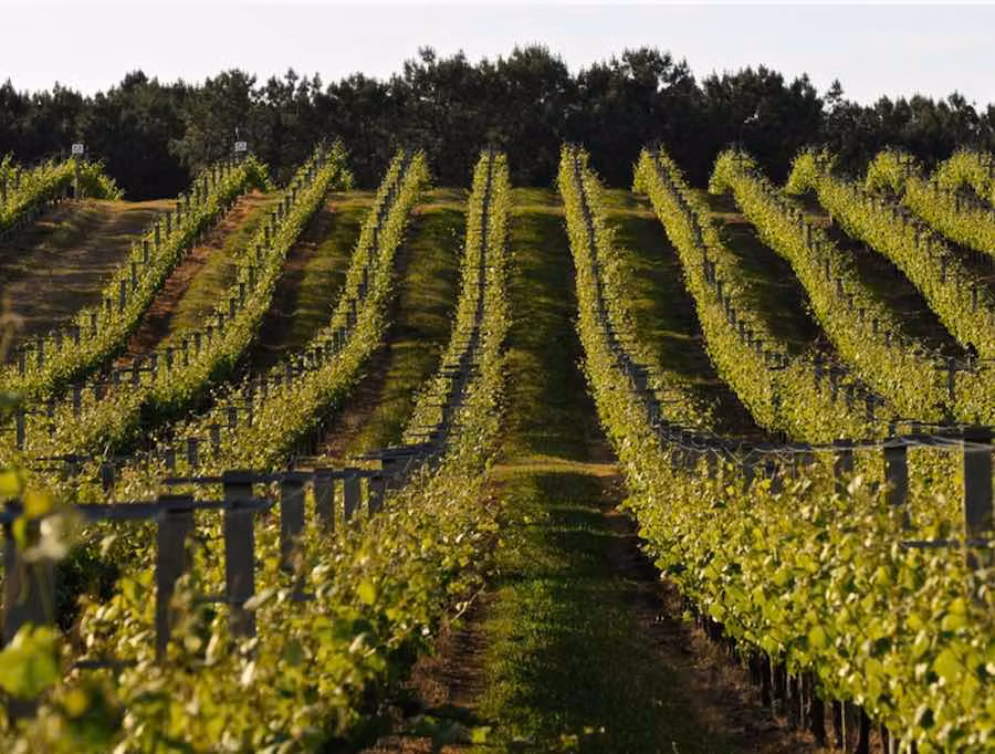 Viñedos de la Bodega Santiago Ruiz.