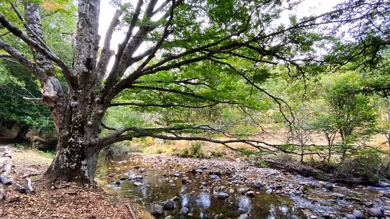 hayas en sierra madrid