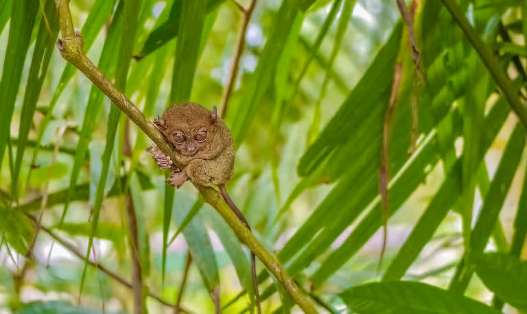 Dos razones bastan para viajar a la isla filipina de Bohol