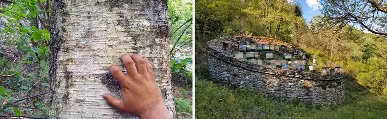 Señales de garras en un árbol y cortín (colmena).
