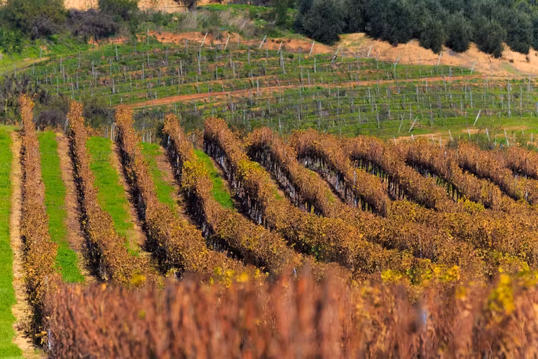 Viñedos en el Valle de Casablanca.