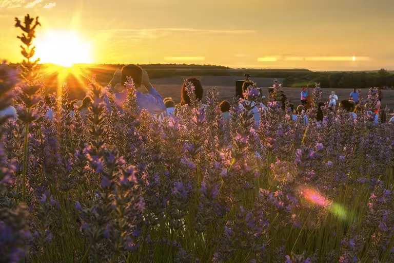 Atardecer en los campos de lavanda de Brihuega, en Guadalajara.
