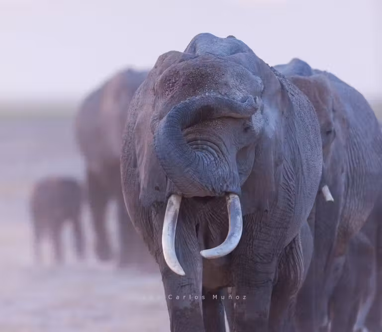 que ver en kenia Parque Nacional de Amboseli